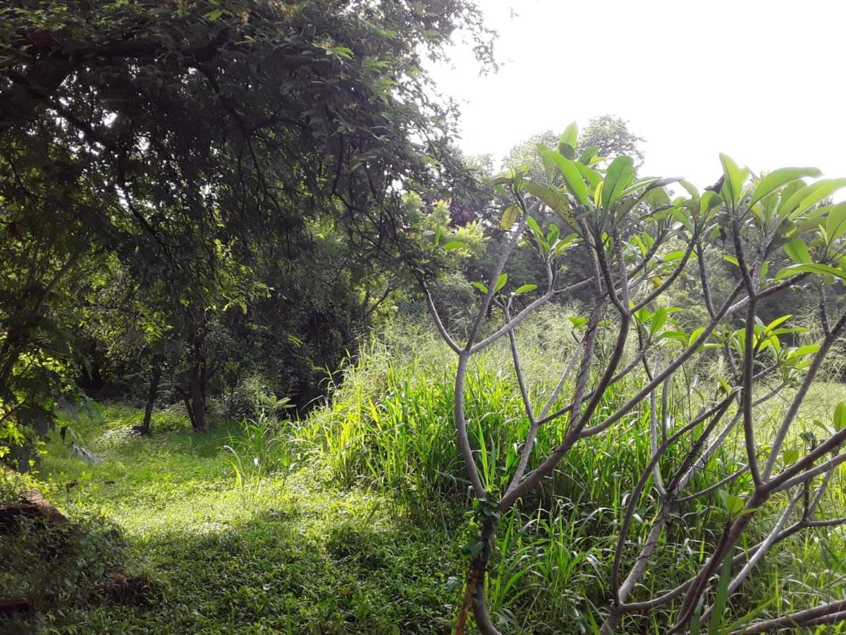 My Home Guest Polonnaruwa Ngoại thất bức ảnh